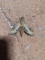 Hippotion velox