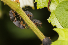 Macropygium spinolae