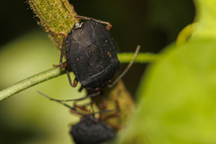 Macropygium spinolae