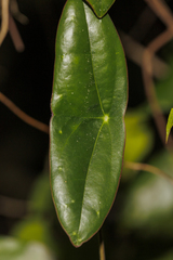 Passiflora sexocellata