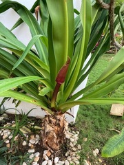 Crinum × amabile