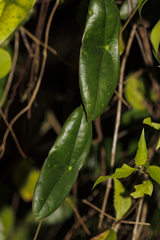 Passiflora sexocellata