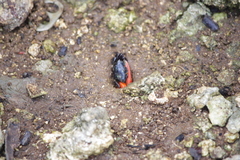 Paraleptuca crassipes