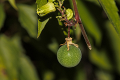 Passiflora sexocellata
