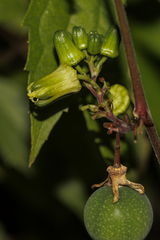 Passiflora sexocellata