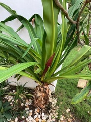 Crinum × amabile