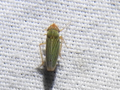Xyphon reticulatum