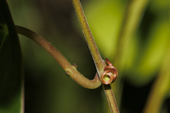 Passiflora sexocellata