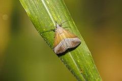 Hypena lividalis