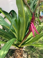 Crinum × amabile