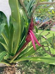 Crinum × amabile