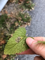 Phytomyza nepetae