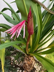 Crinum × amabile