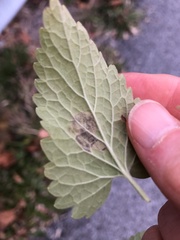 Phytomyza nepetae