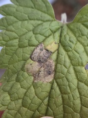 Phytomyza nepetae