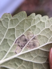 Phytomyza nepetae