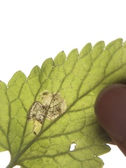 Phytomyza nepetae