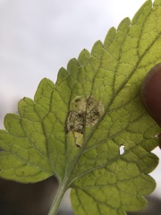 Phytomyza nepetae