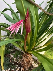 Crinum × amabile