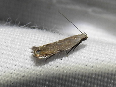 Battaristis concinnusella