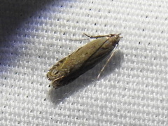 Battaristis concinnusella