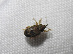 Lignyodes bischoffi