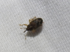 Lignyodes bischoffi