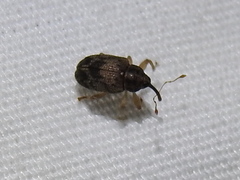 Lignyodes bischoffi
