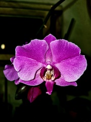 Phalaenopsis
