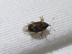 Lignyodes bischoffi