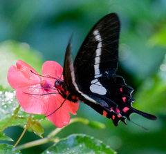 Parides agavus