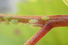 Paradoxaphis aristoteliae