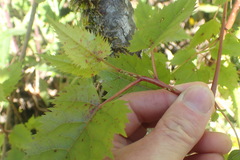 Paradoxaphis aristoteliae