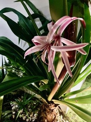 Crinum × amabile