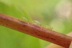 Paradoxaphis aristoteliae