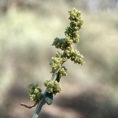 Chenopodium nitrariaceum
