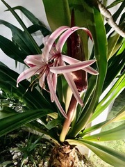 Crinum × amabile