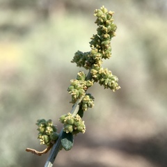 Chenopodium nitrariaceum