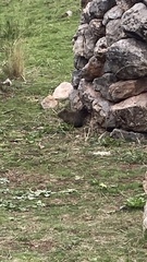 Cavia