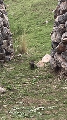 Cavia