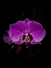 Phalaenopsis