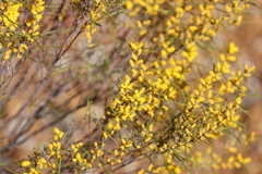 Acacia multispicata