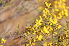 Acacia multispicata