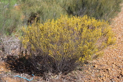 Acacia multispicata