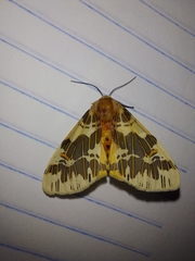 Isia intricata