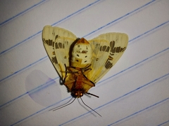 Isia intricata