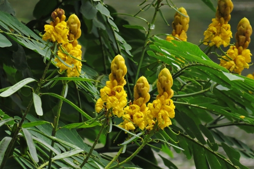 Senna reticulata