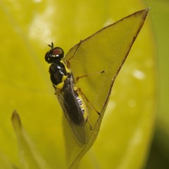 Acanthasargus flavipes