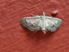 Spilomelini