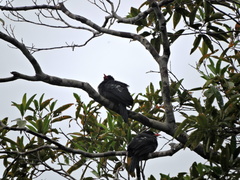 Monasa atra